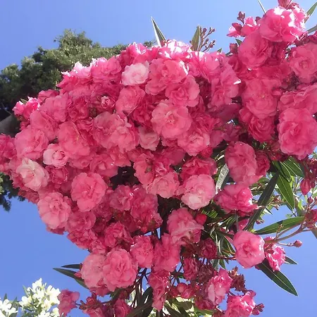 Sun Garden Aparthotel