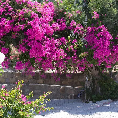 Sun Garden *