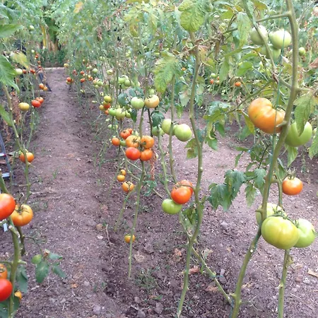 Апарт-отель Sun Garden Яликовак