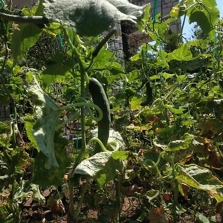 Sun Garden Яликовак