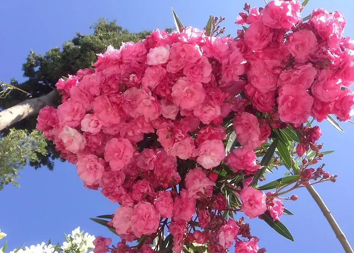 Sun Garden Aparthotel