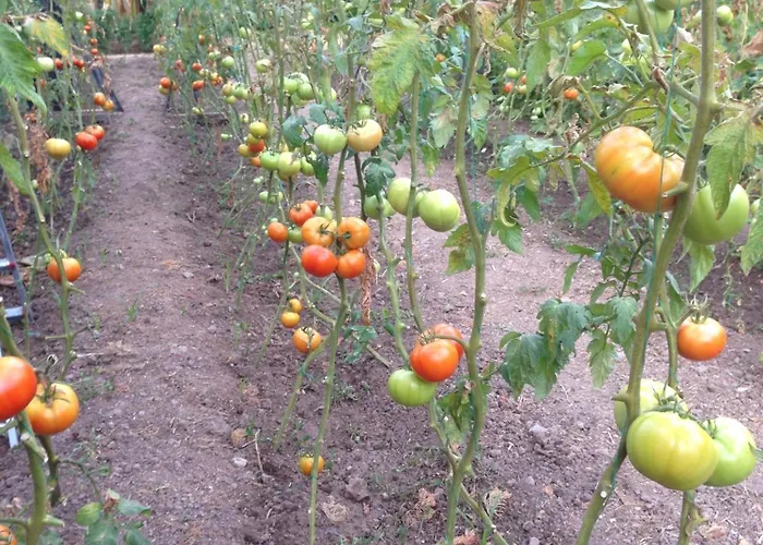Aparthotel Sun Garden Yalikavak