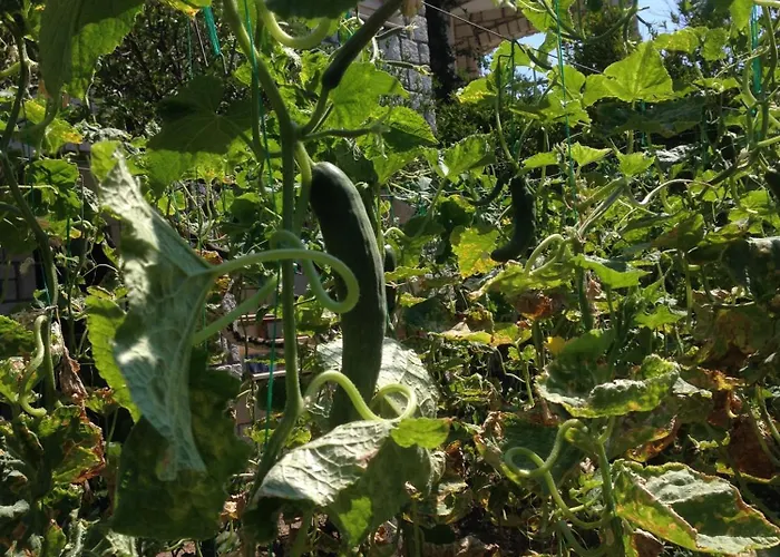 Sun Garden Yalıkavak